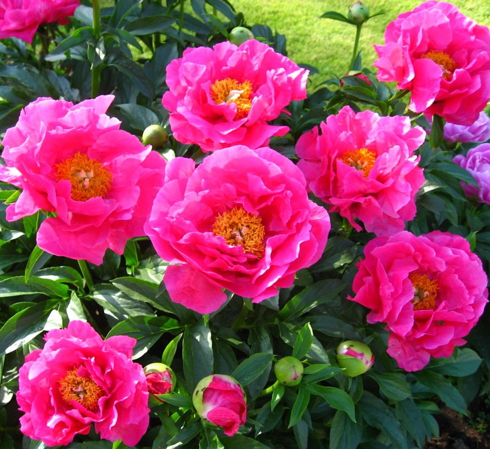 Пион Паула Фей