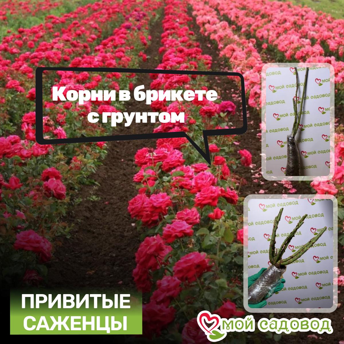 Роза чайно-гибридная Блаш